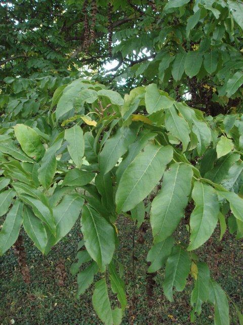 Pterocarya fraxinifolia feuille